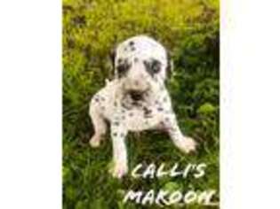 Dalmatian Puppy for sale in Berlin, OH, USA