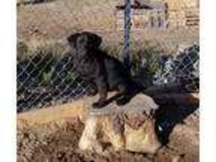 Labrador Retriever Puppy for sale in Aguanga, CA, USA
