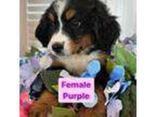 Bernese Mountain Dog Puppy for sale in Newman, CA, USA