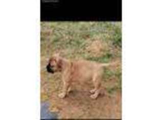 Bullmastiff Puppy for sale in Pikesville, MD, USA