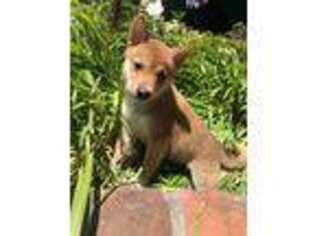 Shiba Inu Puppy for sale in Hidden Hills, CA, USA