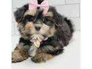 Yorkshire Terrier Puppy for sale in Brooklyn, NY, USA