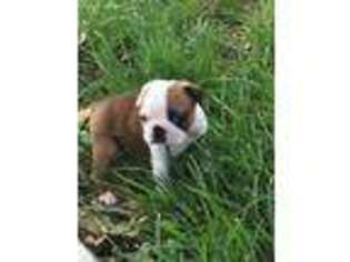 Boston Terrier Puppy for sale in Duncan, OK, USA