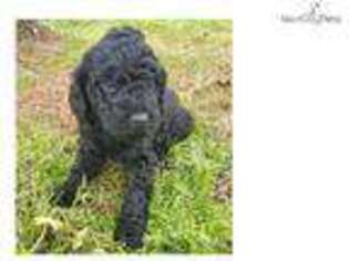 Labradoodle Puppy for sale in Myrtle Beach, SC, USA