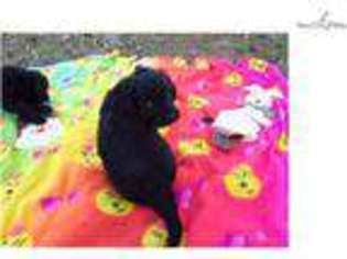 Portuguese Water Dog Puppy for sale in Springfield, MO, USA