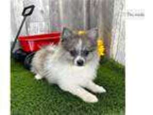 Pomeranian Puppy for sale in South Bend, IN, USA