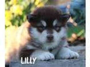 Alaskan Malamute Puppy for sale in Millmont, PA, USA