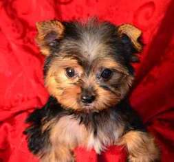 Yorkshire Terrier Puppy for sale in Manvel, TX, USA