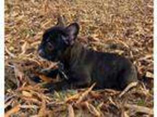 French Bulldog Puppy for sale in Williamsburg, VA, USA