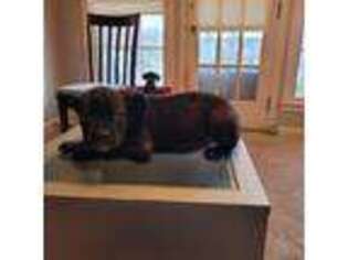 Cane Corso Puppy for sale in Taylor, MI, USA