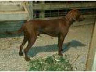 Redbone Coonhound Puppy for sale in London, OH, USA