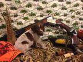 German Shorthaired Pointer Puppy for sale in Lewistown, PA, USA