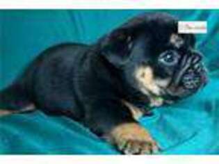 Bulldog Puppy for sale in Corpus Christi, TX, USA