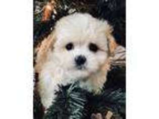 Mutt Puppy for sale in Blountville, TN, USA