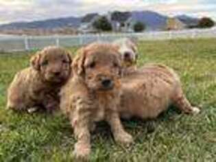 Goldendoodle Puppy for sale in Eagle Mountain, UT, USA