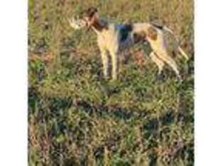 Greyhound Puppy for sale in Unknown, , USA