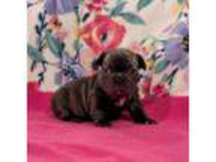 French Bulldog Puppy for sale in Benton, LA, USA