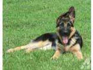 German Shepherd Dog Puppy for sale in FRANKLINTON, NC, USA