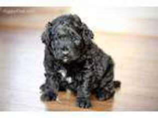 Mutt Puppy for sale in Manton, MI, USA
