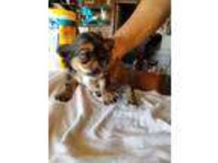 Shorkie Tzu Puppy for sale in Hulbert, OK, USA