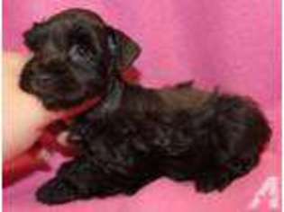 Mutt Puppy for sale in DEL VALLE, TX, USA