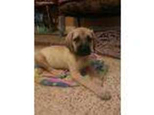 Mastiff Puppy for sale in Scranton, PA, USA