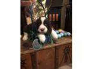 English Springer Spaniel Puppy for sale in Alliance, OH, USA