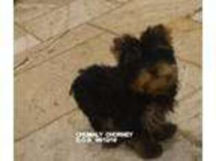 Yorkshire Terrier Puppy for sale in Anniston, AL, USA