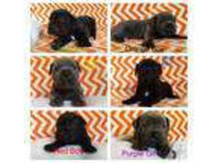 Cane Corso Puppy for sale in VENTURA, CA, USA