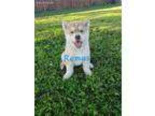 Siberian Husky Puppy for sale in Holton, MI, USA