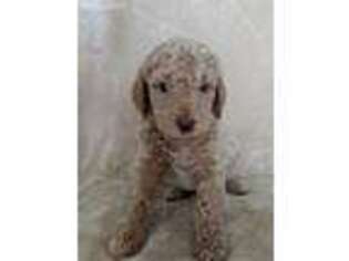 Goldendoodle Puppy for sale in Polk, NE, USA