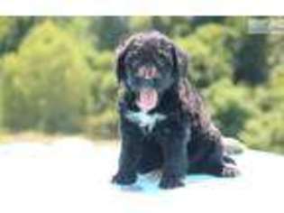 Labradoodle Puppy for sale in Jackson, TN, USA