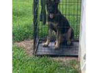 German Shepherd Dog Puppy for sale in Lithonia, GA, USA