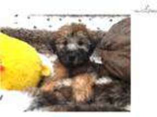 Soft Coated Wheaten Terrier Puppy for sale in West Palm Beach, FL, USA