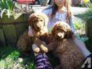 Goldendoodle Puppy for sale in GRANTS PASS, OR, USA