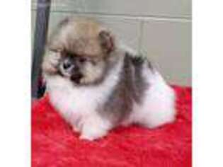 Pomeranian Puppy for sale in San Luis Obispo, CA, USA