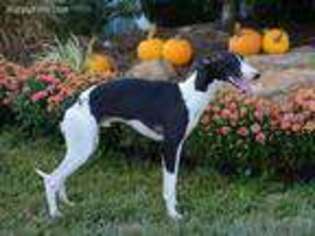 Whippet Puppy for sale in Olney, IL, USA