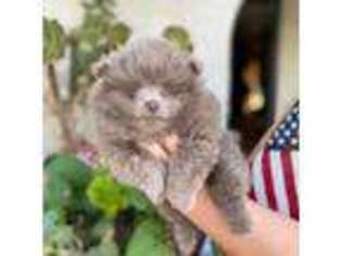 Pomeranian Puppy for sale in Nuevo, CA, USA