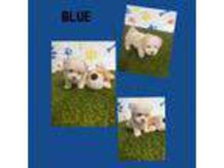 Mutt Puppy for sale in Wayland, NY, USA