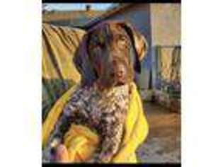 German Shorthaired Pointer Puppy for sale in Pearl, MS, USA