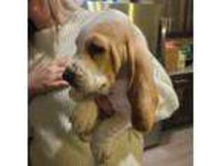 Basset Hound Puppy for sale in Spokane Valley, WA, USA