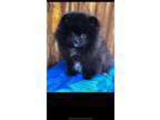 Pomeranian Puppy for sale in Anaheim, CA, USA