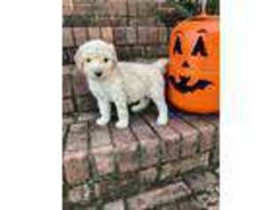 Goldendoodle Puppy for sale in Fort Payne, AL, USA