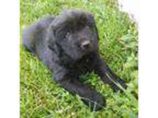 Newfoundland Puppy for sale in Mitchell, IN, USA