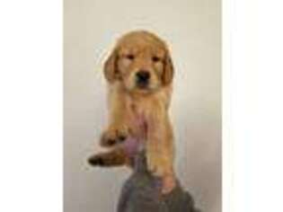 Golden Retriever Puppy for sale in Galt, CA, USA