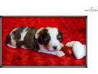 Cavapoo Puppy for sale in Shreveport, LA, USA