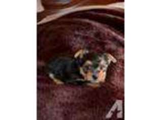Yorkshire Terrier Puppy for sale in ELGIN, TX, USA