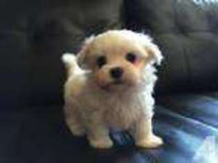 Maltese Puppy for sale in PLEASANTON, CA, USA