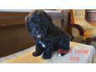 Goldendoodle Puppy for sale in Thaxton, VA, USA