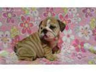 Bulldog Puppy for sale in Orlando, FL, USA